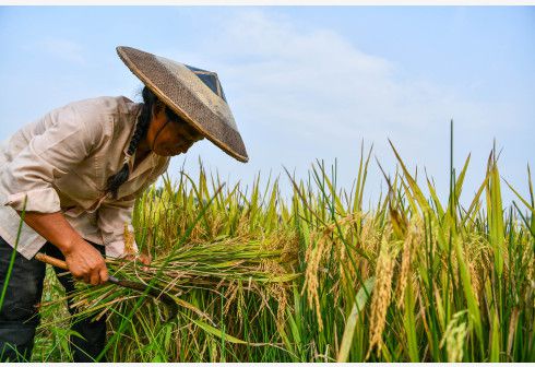 国务院：根据农资价格上涨情况中央财政安排200亿元资金，对实际种粮农民一次性发放补贴
