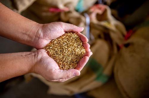 中央财政为农业生产撑起“保护伞” 主粮保险试点扩围至13个粮食主产省