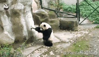 “国宝”大熊猫被“降级”了！原因竟然是……