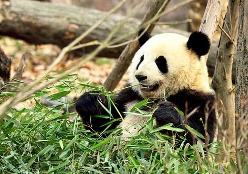 由濒危降为易危！刚刚通报，国宝大熊猫野外种群数量达到1800多只