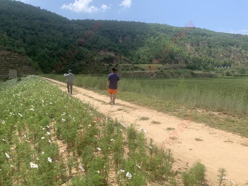 山变绿、民变富，陕北多地退耕还林找准生态保护与经济发展平衡点，种植、养殖结合让居民家庭年收入达10万元